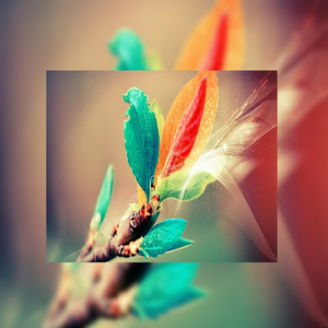 枯萎之花漫画免费下拉式快看漫画
